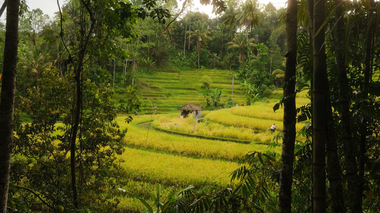 Rice terraces in the morning, Bali